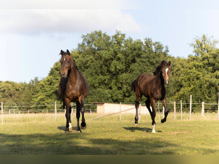 Hanoverian Mare  16,2 hh Bay-Dark in Rosengarten