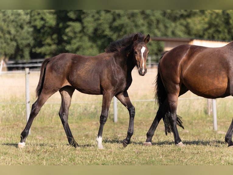 Hanoverian Mare  16,2 hh Bay-Dark in Rosengarten