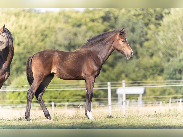 Hanoverian Mare  16,2 hh Bay-Dark in Rosengarten