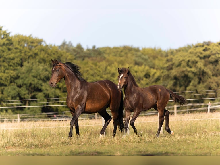 Hanoverian Mare  16,2 hh Bay-Dark in Rosengarten