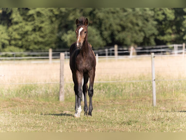 Hanoverian Mare  16,2 hh Bay-Dark in Rosengarten