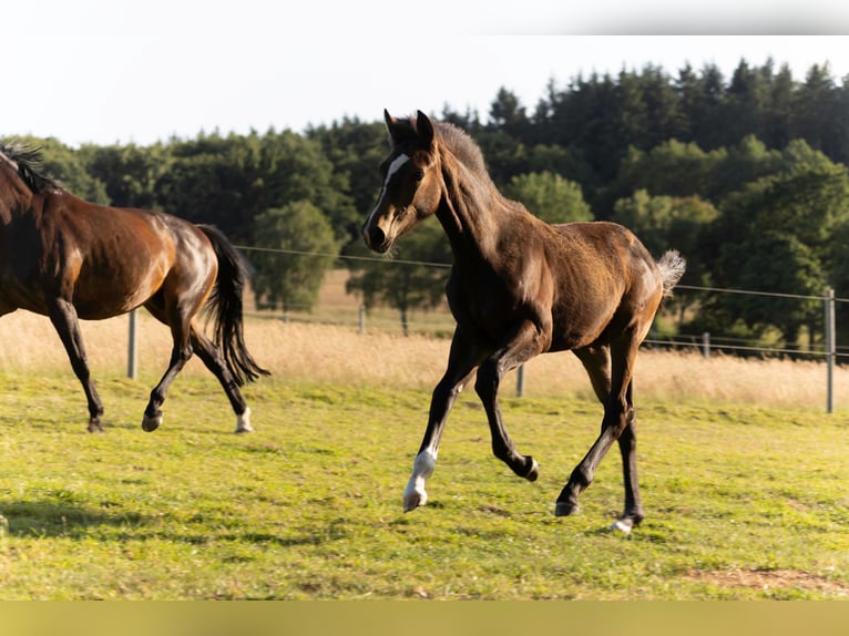 Hanoverian Mare  16,2 hh Bay-Dark in Rosengarten