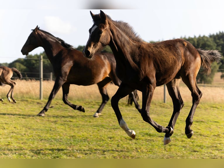 Hanoverian Mare  16,2 hh Bay-Dark in Rosengarten
