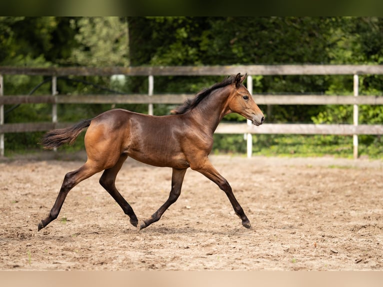 Hanoverian Mare Foal (04/2025) 16,2 hh Bay-Dark in Nordhorn