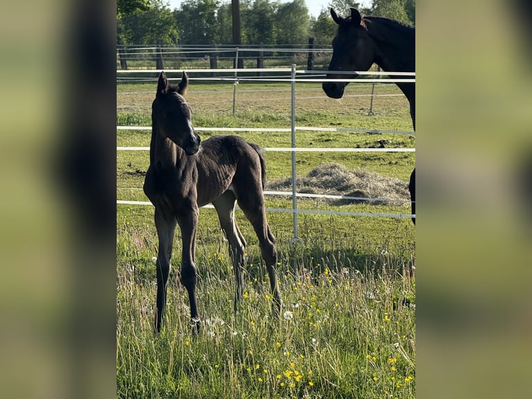 Hanoverian Mare Foal (05/2025) 16,2 hh Bay-Dark in Trebel