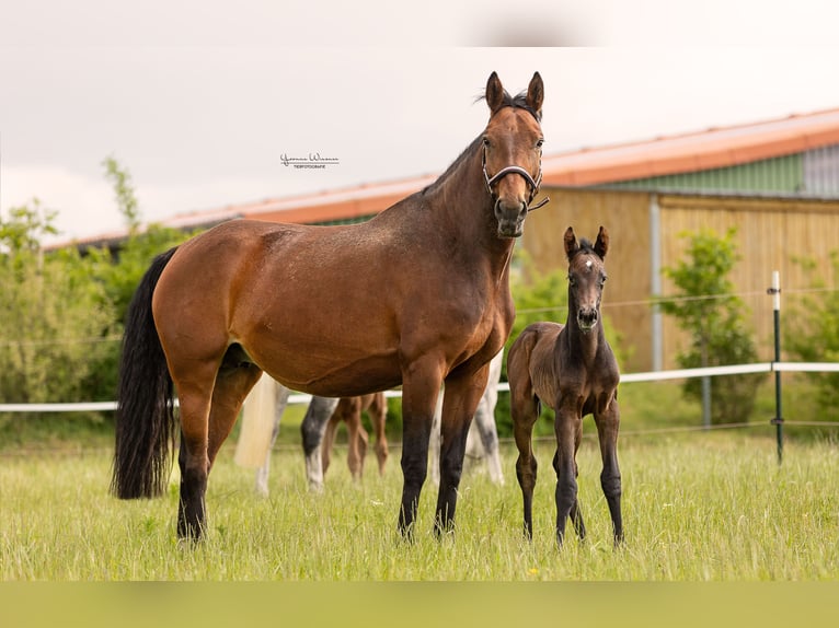 Hanoverian Mare  16,2 hh Bay-Dark in Wolfsburg