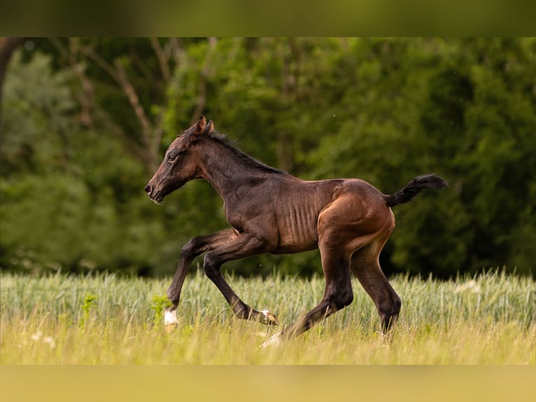 Hanoverian Mare  16,2 hh Bay-Dark in Wolfsburg