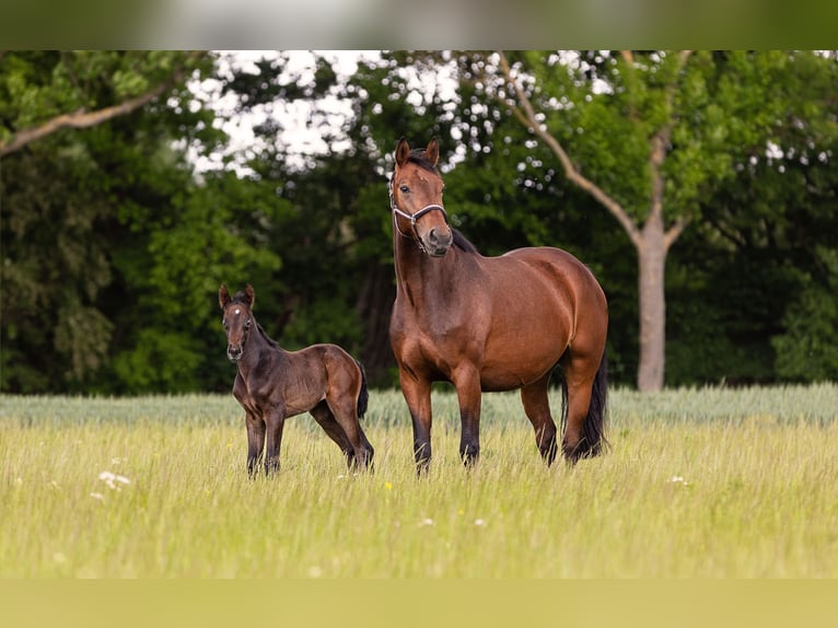 Hanoverian Mare  16,2 hh Bay-Dark in Wolfsburg
