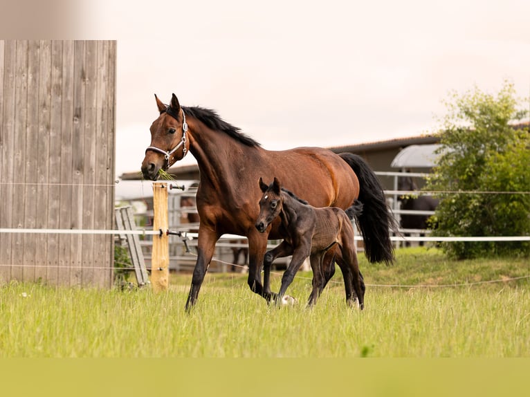 Hanoverian Mare  16,2 hh Bay-Dark in Wolfsburg