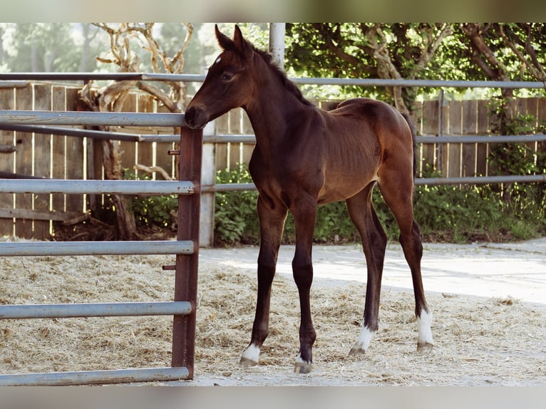 Hanoverian Mare  16,2 hh Bay-Dark in Wolfsburg
