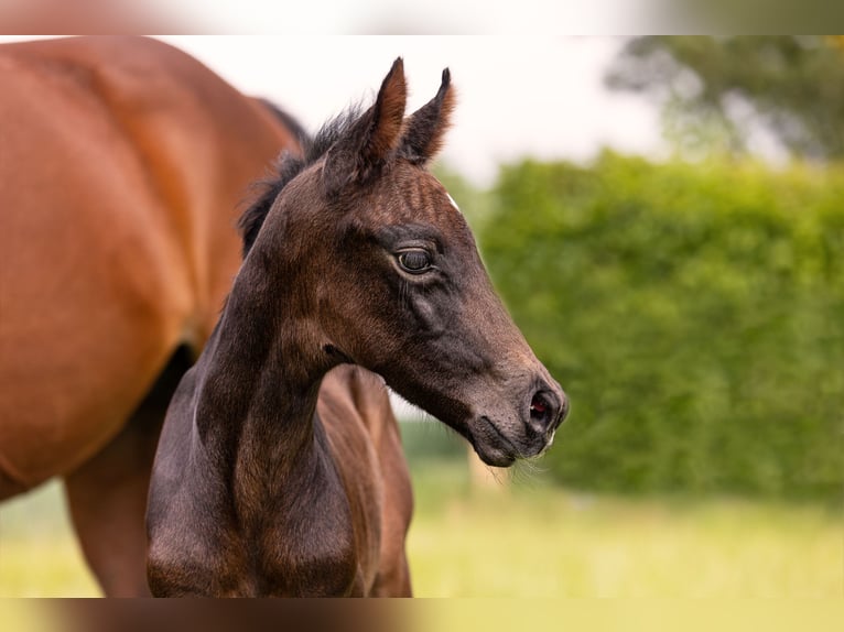 Hanoverian Mare  16,2 hh Bay-Dark in Wolfsburg