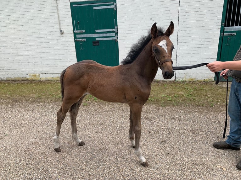 Hanoverian Mare  16,2 hh Bay-Dark in Wietzendorf