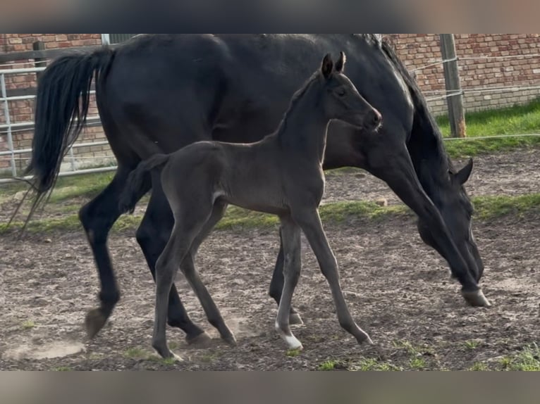 Hanoverian Mare  16,2 hh Black in Handrup