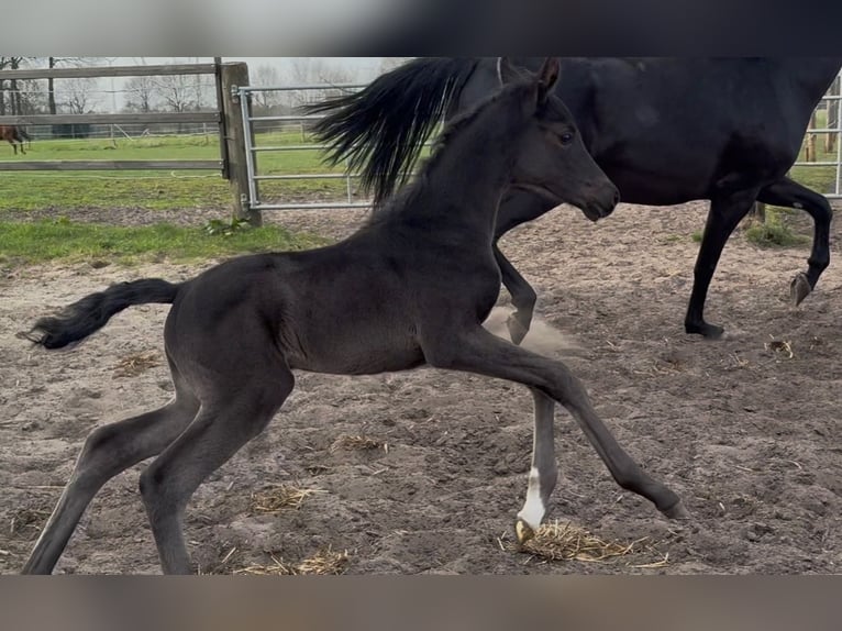 Hanoverian Mare  16,2 hh Black in Handrup