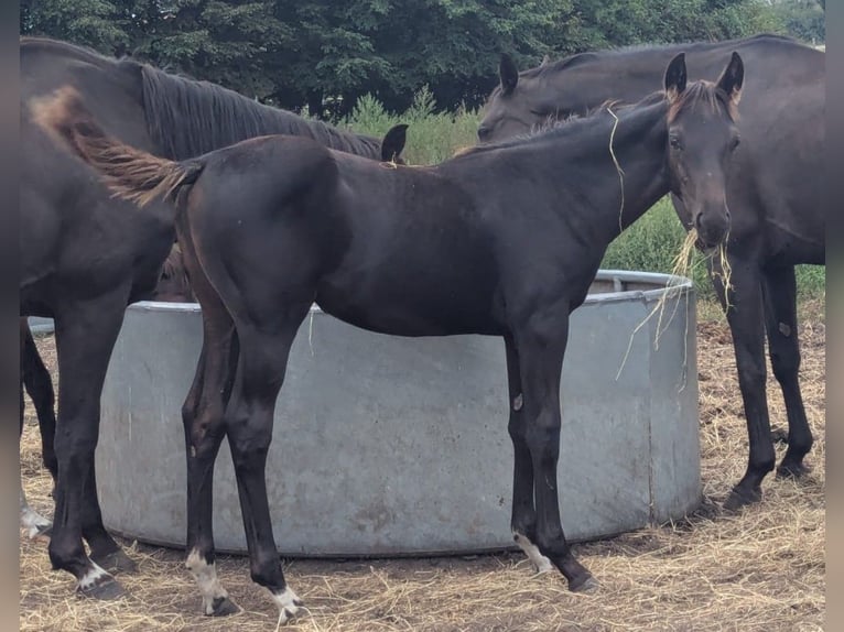 Hanoverian Mare Foal (04/2025) 16,2 hh Black in Ratekau