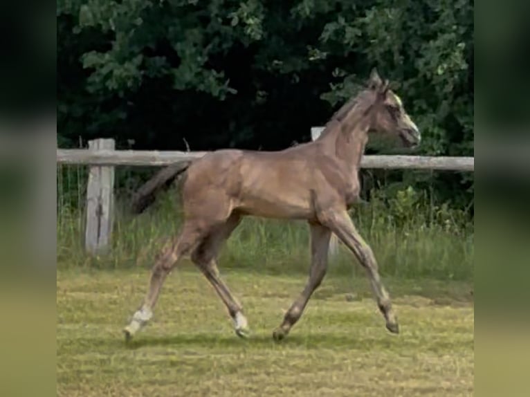 Hanoverian Mare  16,2 hh Black in Neustadt am R&#xFC;benberge