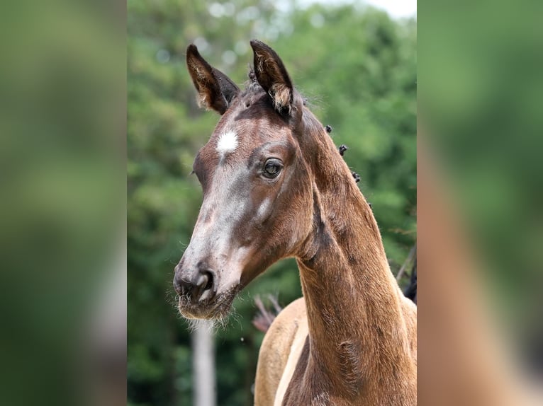 Hanoverian Mare  16,2 hh Black in Kamp-Lintfort