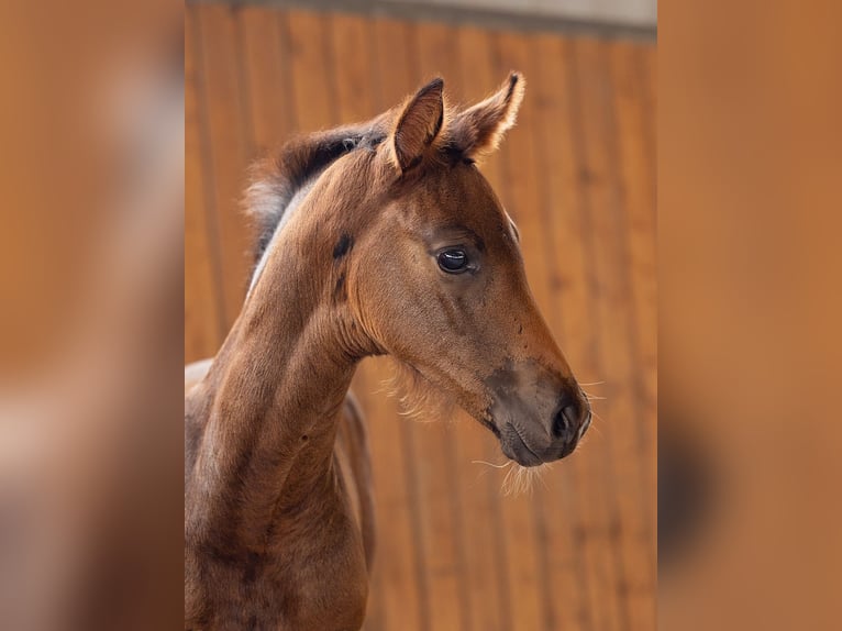 Hanoverian Mare  16,2 hh Brown in 21395