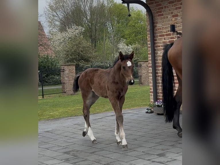 Hanoverian Mare  16,2 hh Brown in Handrup