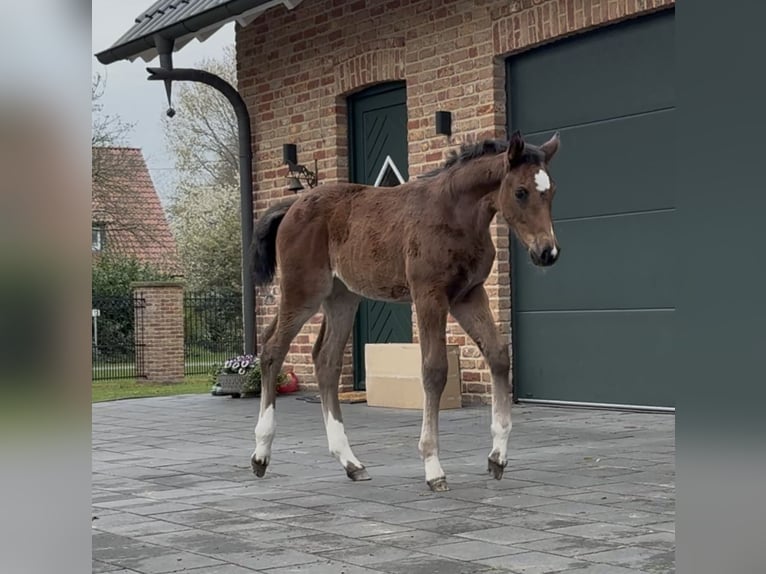 Hanoverian Mare  16,2 hh Brown in Handrup
