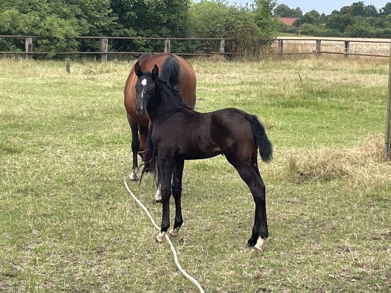 Hanoverian Mare  16,2 hh Can be white in Uetze