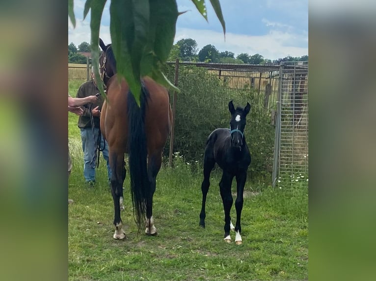 Hanoverian Mare  16,2 hh Can be white in Uetze