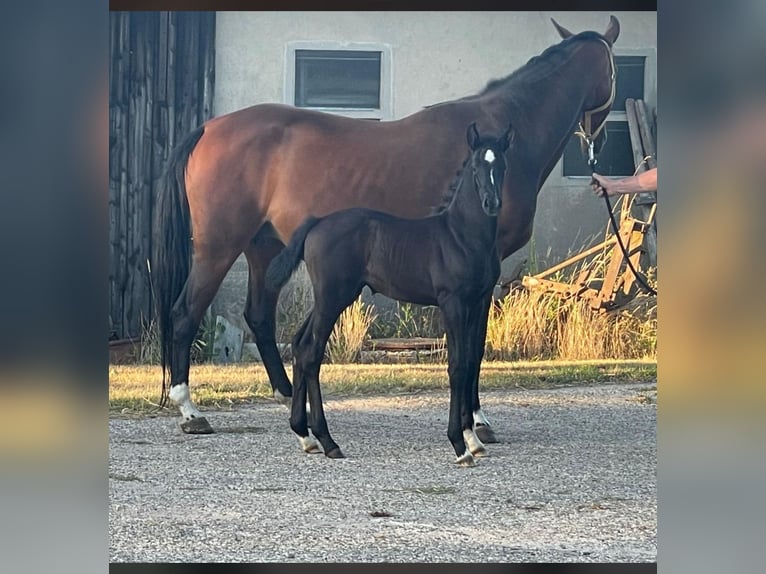 Hanoverian Mare  16,2 hh Can be white in Uetze