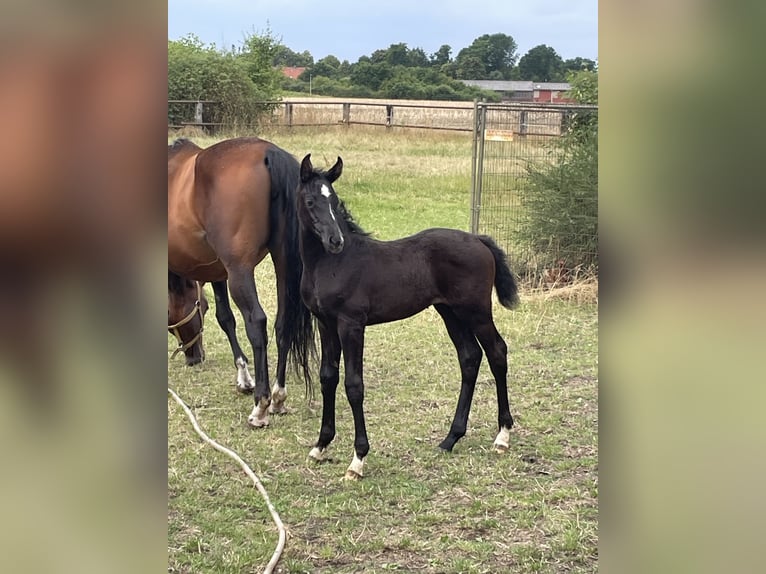 Hanoverian Mare  16,2 hh Can be white in Uetze