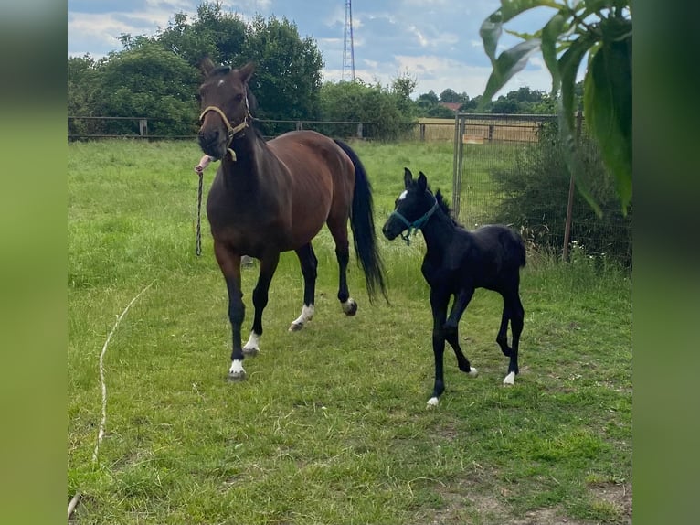Hanoverian Mare  16,2 hh Can be white in Uetze