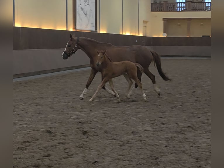 Hanoverian Mare  16,2 hh Chestnut in Alpen