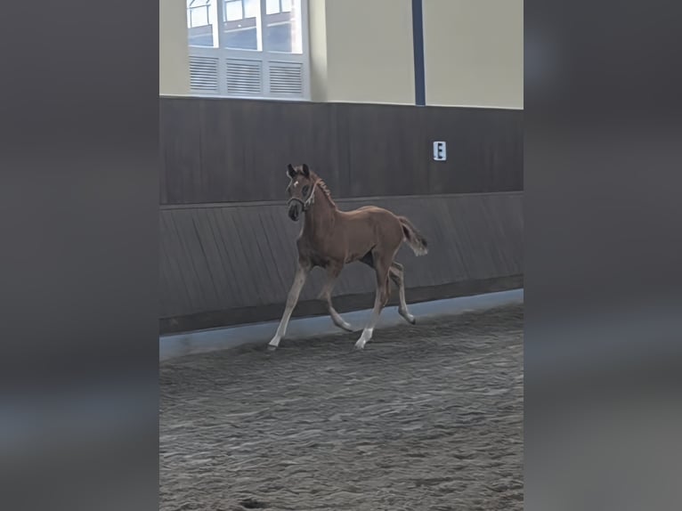 Hanoverian Mare  16,2 hh Chestnut in Alpen