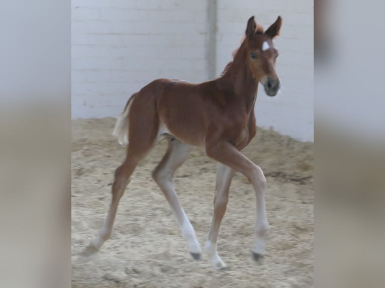 Hanoverian Mare  16,2 hh Chestnut in Greifenstein