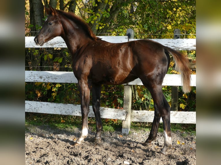 Hanoverian Mare Foal (06/2025) 16,2 hh Chestnut in Greifenstein