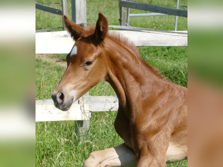Hanoverian Mare  16,2 hh Chestnut in Greifenstein