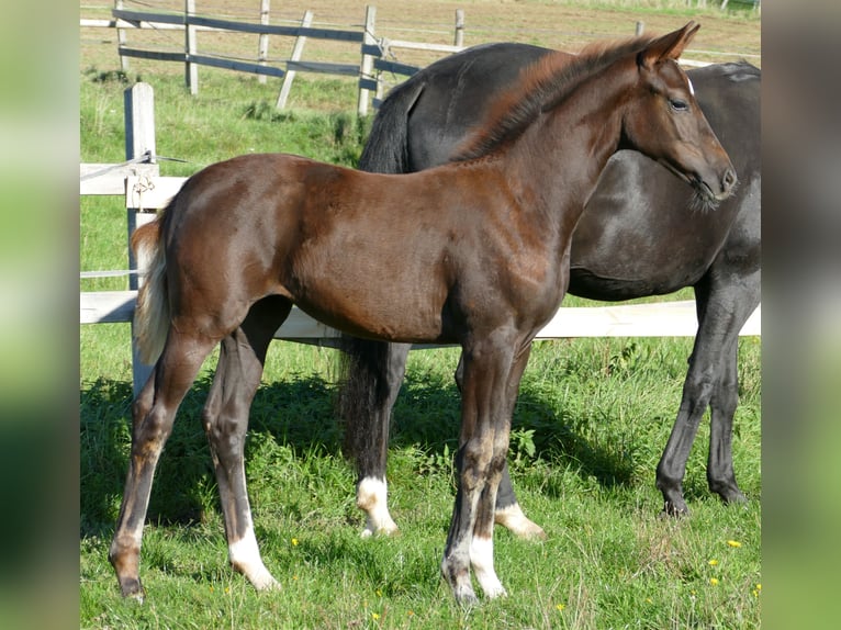 Hanoverian Mare Foal (06/2025) 16,2 hh Chestnut in Greifenstein
