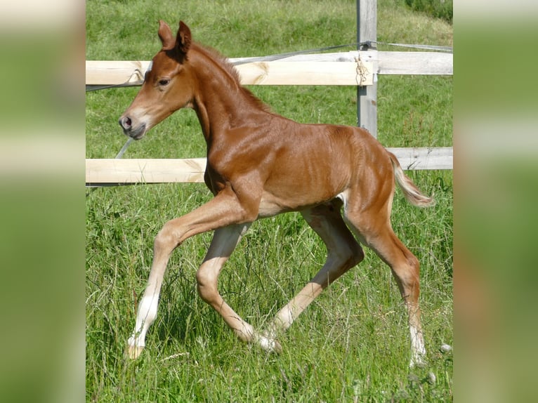 Hanoverian Mare  16,2 hh Chestnut in Greifenstein