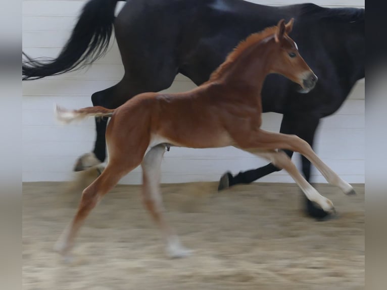 Hanoverian Mare  16,2 hh Chestnut in Greifenstein
