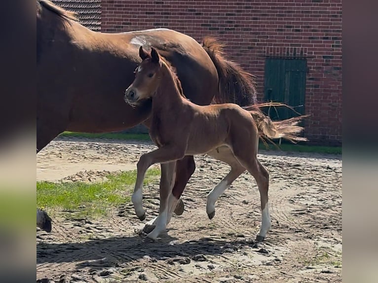 Hanoverian Mare  16,2 hh Chestnut in Handrup