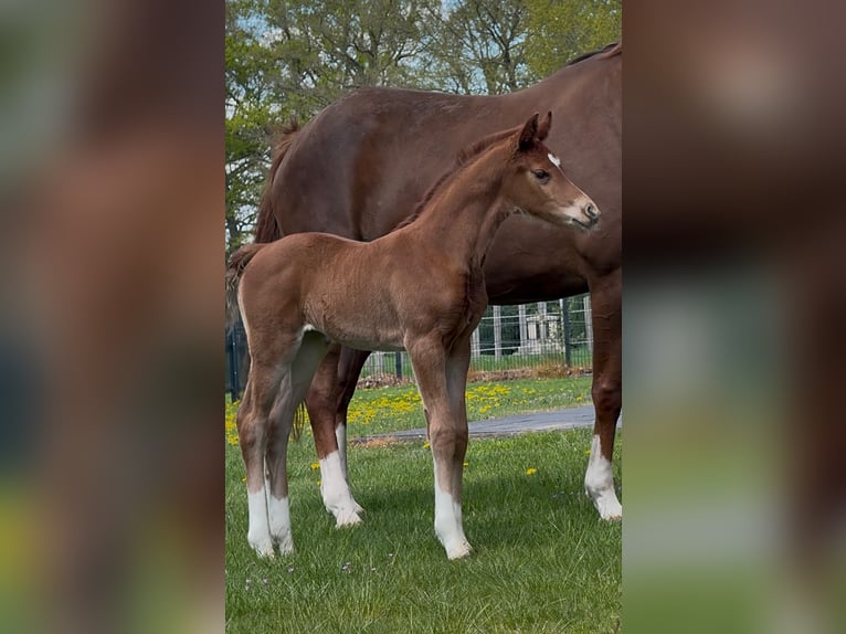 Hanoverian Mare  16,2 hh Chestnut in Handrup