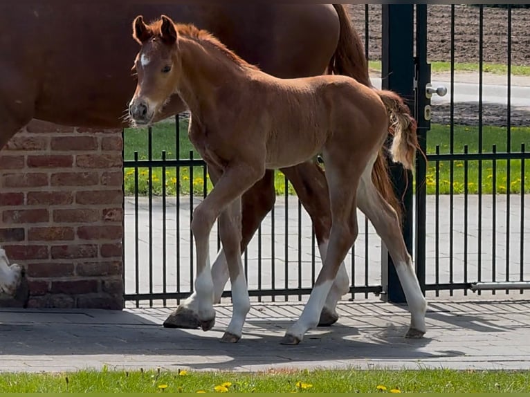 Hanoverian Mare  16,2 hh Chestnut in Handrup