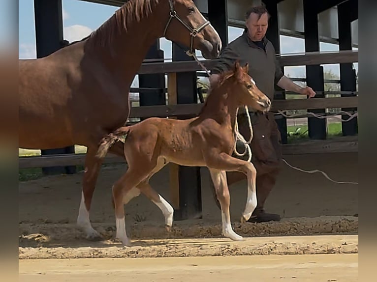 Hanoverian Mare  16,2 hh Chestnut in Handrup