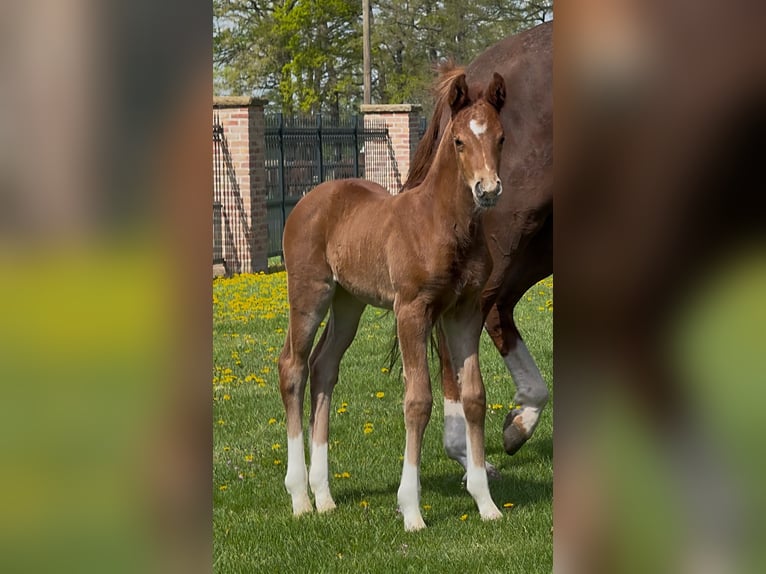 Hanoverian Mare  16,2 hh Chestnut in Handrup