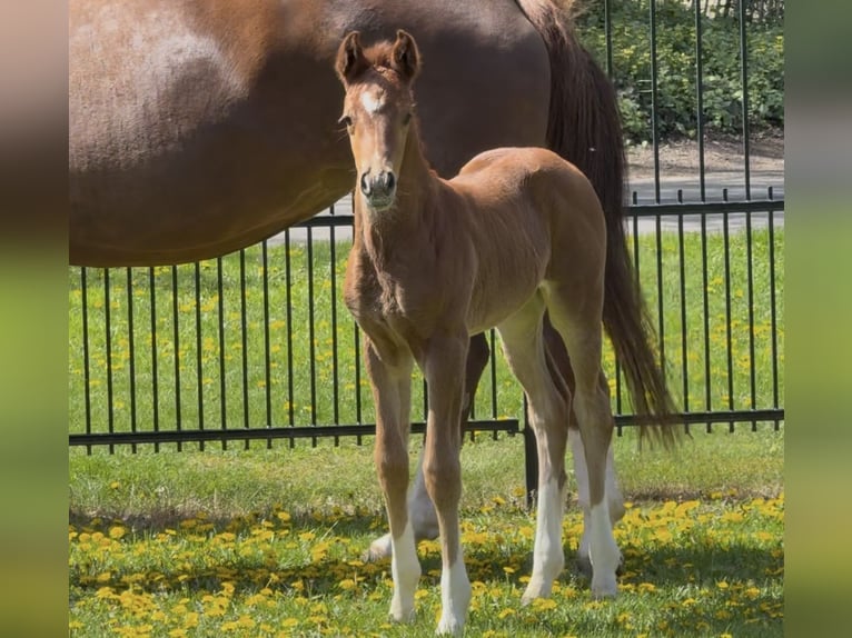 Hanoverian Mare  16,2 hh Chestnut in Handrup
