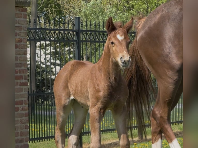Hanoverian Mare  16,2 hh Chestnut in Handrup