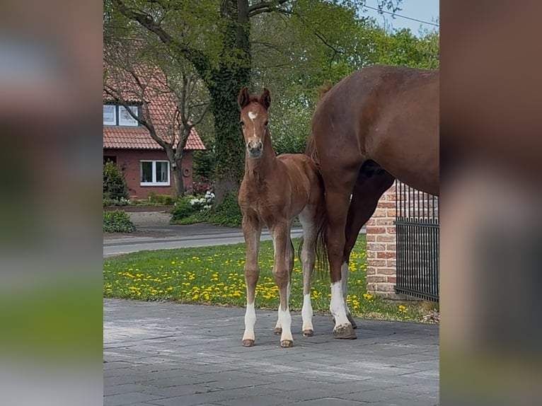 Hanoverian Mare  16,2 hh Chestnut in Handrup