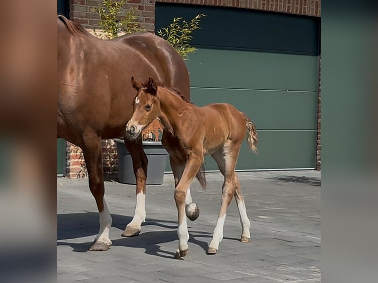 Hanoverian Mare  16,2 hh Chestnut in Handrup