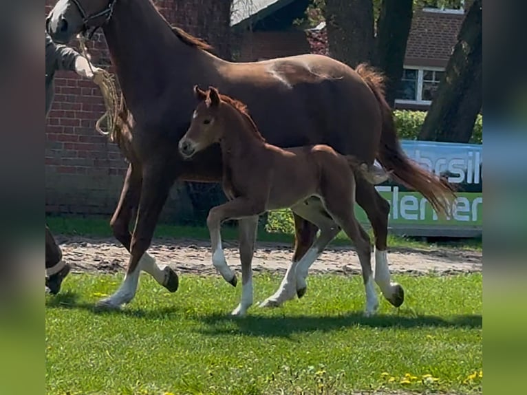 Hanoverian Mare  16,2 hh Chestnut in Handrup
