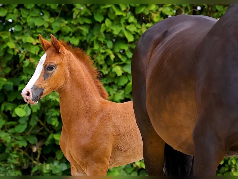 Hanoverian Mare  16,2 hh Chestnut in Oebisfelde