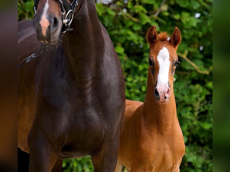 Hanoverian Mare  16,2 hh Chestnut in Oebisfelde