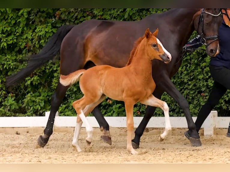 Hanoverian Mare  16,2 hh Chestnut in Oebisfelde